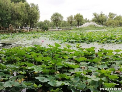 呼和浩特哈尔滨太阳岛旅游景点推荐，你去过几个？